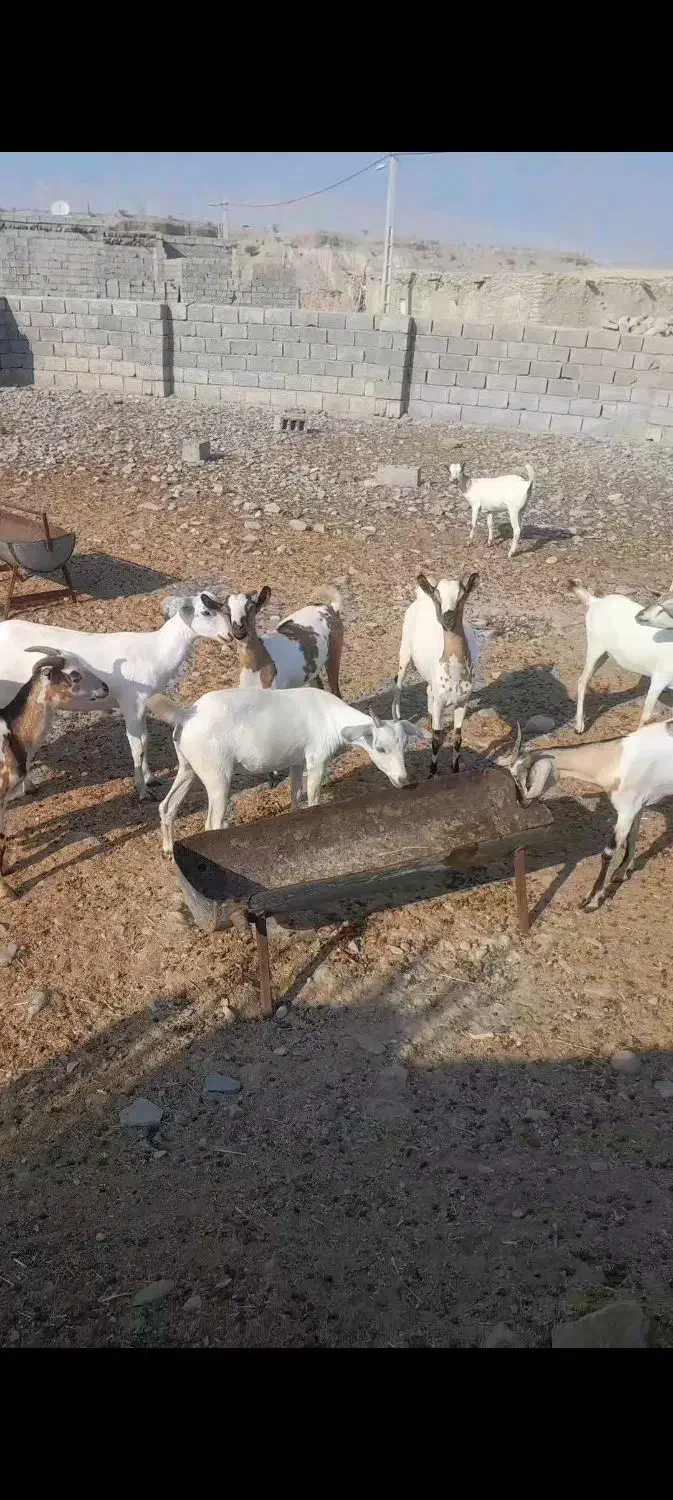 کهره گوشتی ۱۰ عدد|حیوانات مزرعه|مهران (هرمزگان), |دیوار