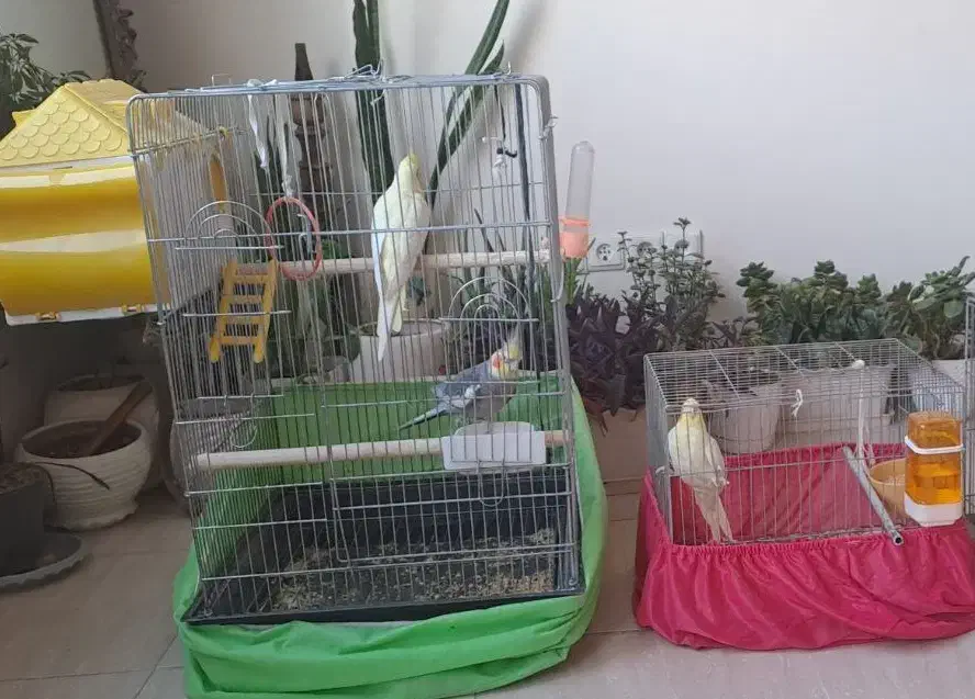 عروس هلندی مولد همراه قفس و جوجه و مرغ عشق|پرنده|ملارد, |دیوار