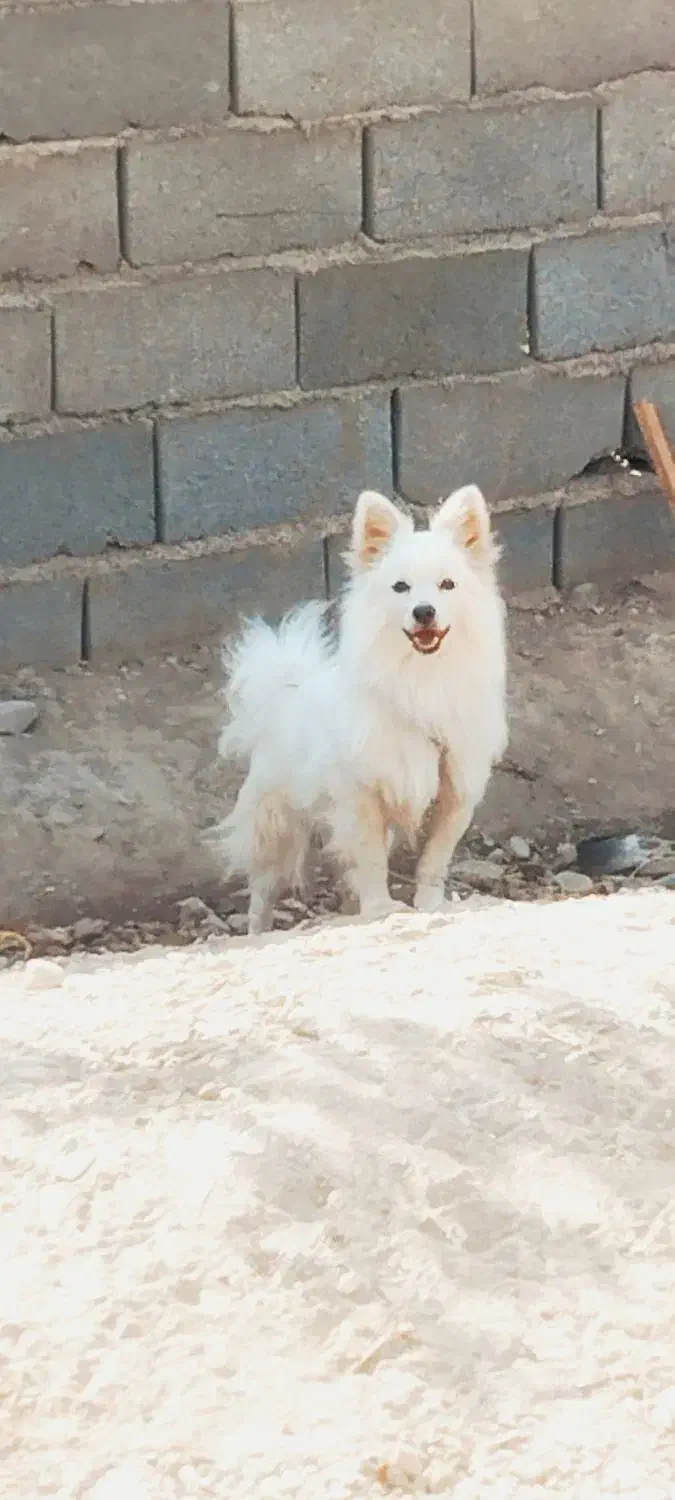 پامرین نر اصیل کمیاب|سگ|مشهد, امام خمینی|دیوار