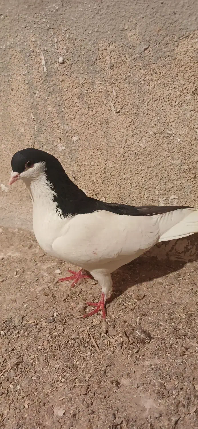 راست و خوشرنگ|پرنده|اقبالیه, |دیوار