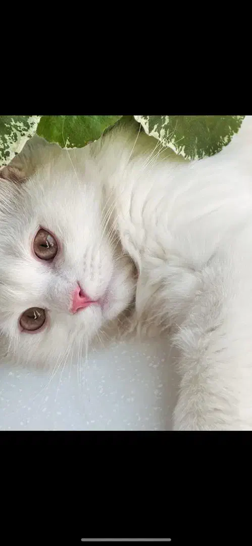 گربه پرشین اسکاتیش|گربه|تهران, دبستان|دیوار