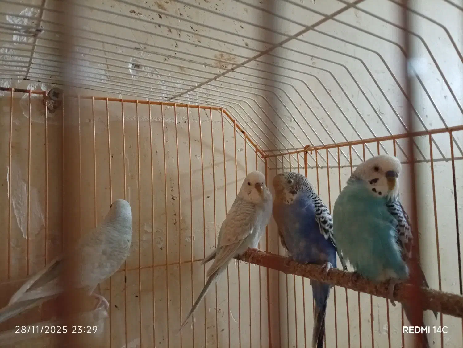 مرغ عشق|پرنده|آبادان, |دیوار