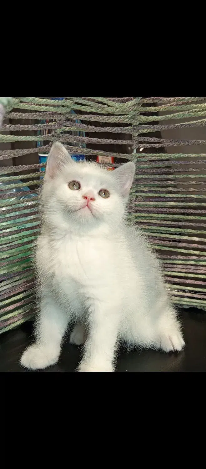 برتیش آیس|گربه|تهران, تهرانسر مرکزی|دیوار