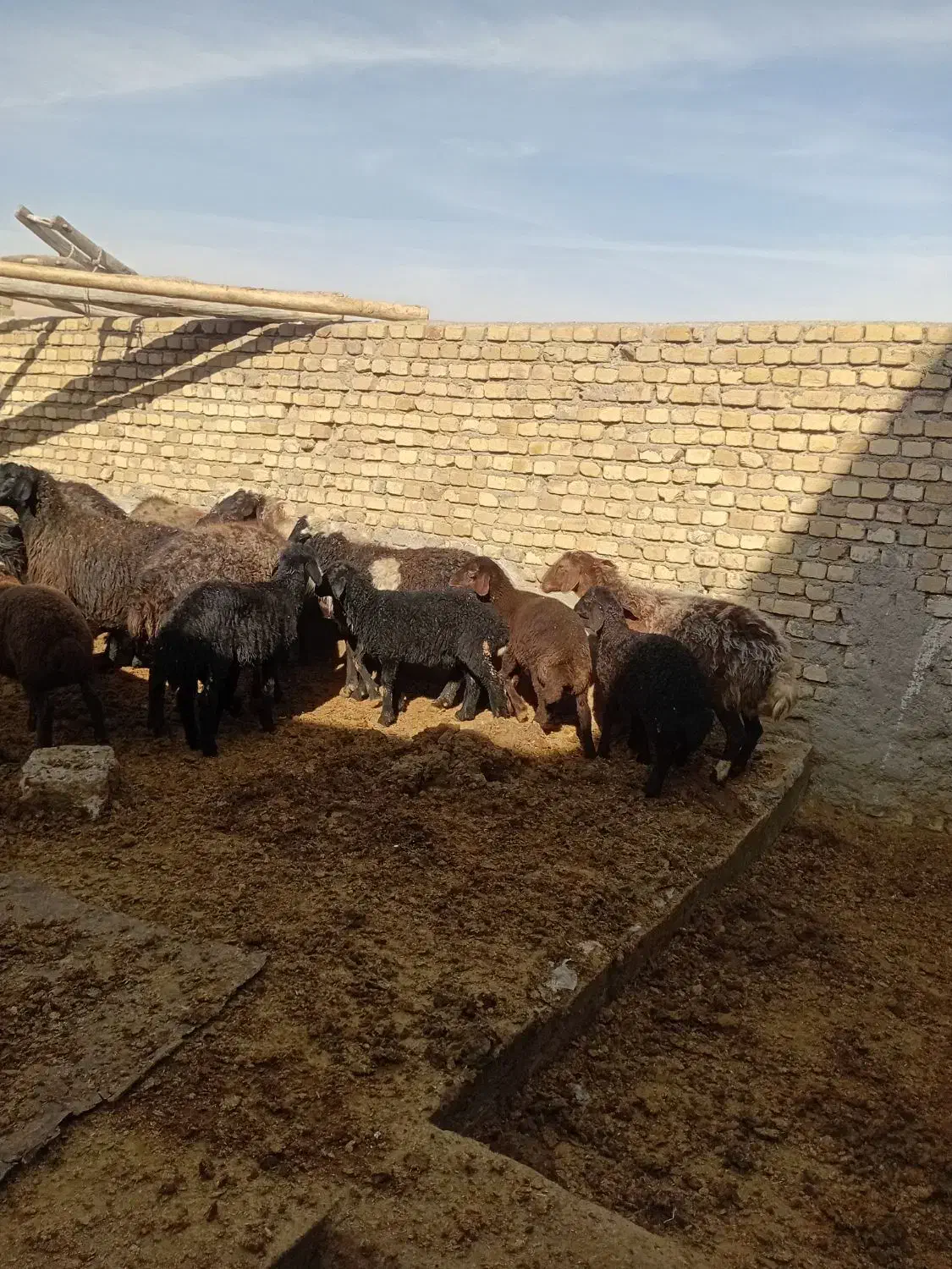 میش بره دار|حیوانات مزرعه|خنجین, |دیوار