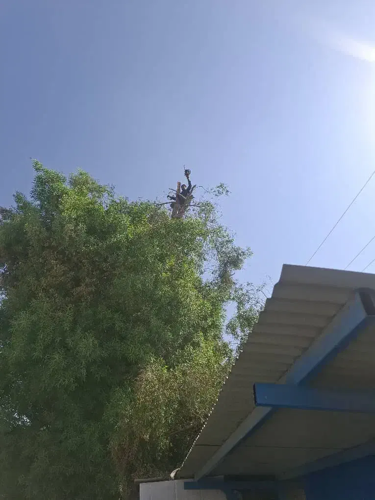 برش وقطعوهرس انواع درختها|خدمات باغبانی و درختکاری|فراشبند, |دیوار