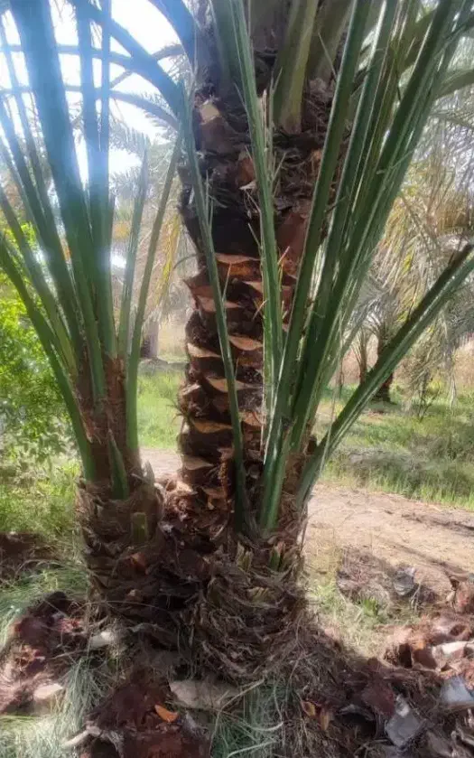 کیش|گل و گیاه طبیعی|کیش, |دیوار