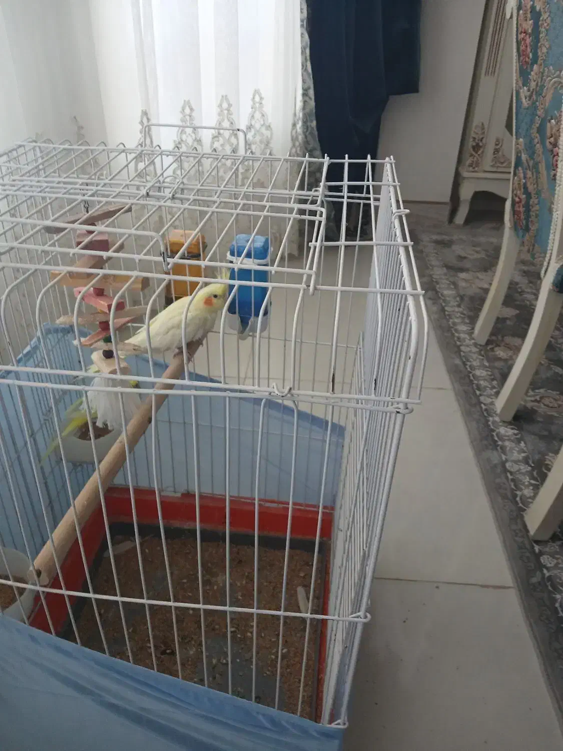 عروس هلندی نر باقفس|پرنده|اشتهارد, |دیوار