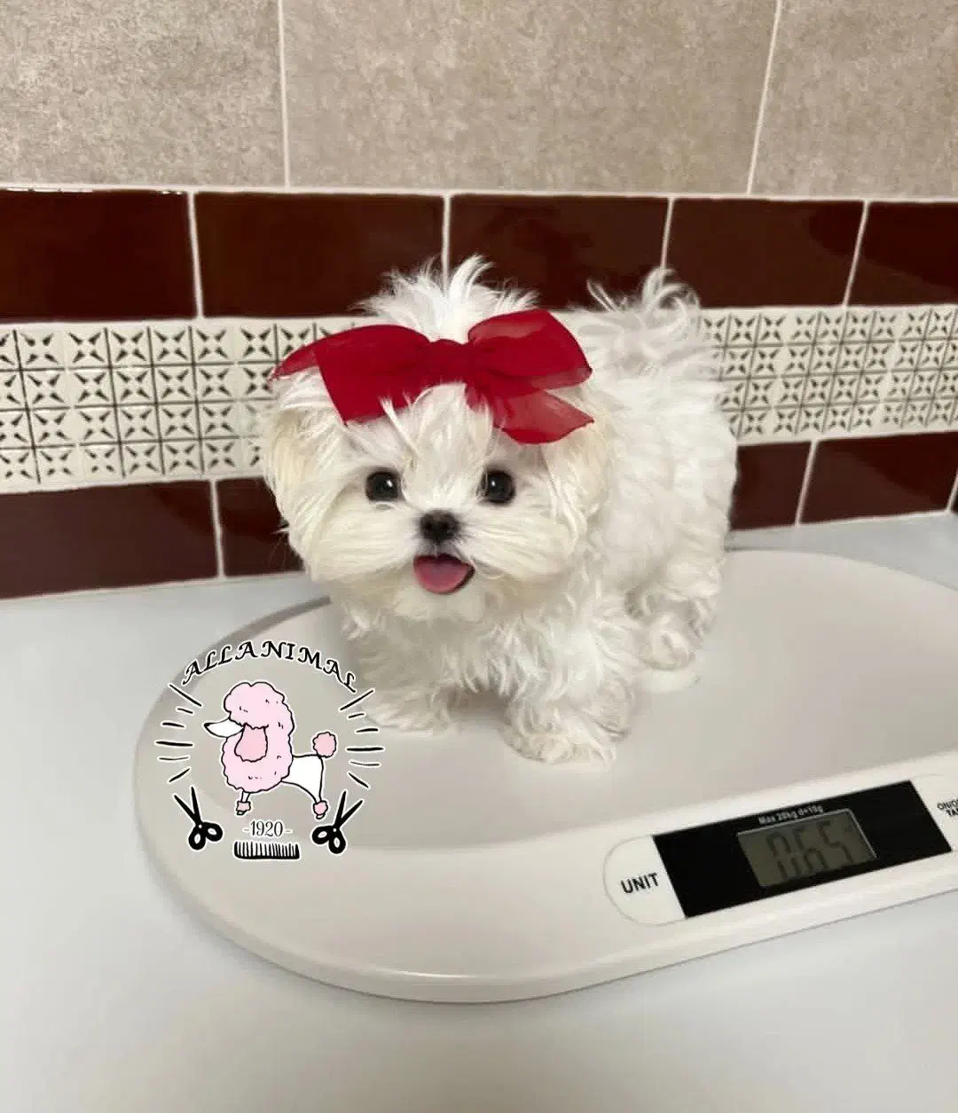 لیو.اننی|سگ|اصفهان, چرخاب|دیوار