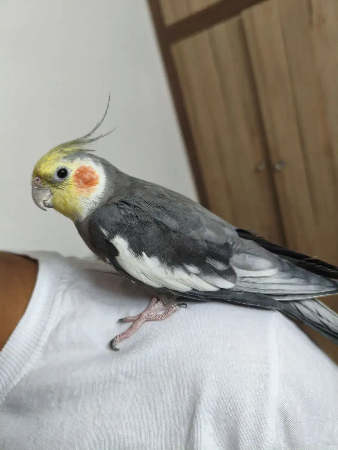 مرغ عروس عروس هلندی نر|پرنده|آران و بیدگل, |دیوار