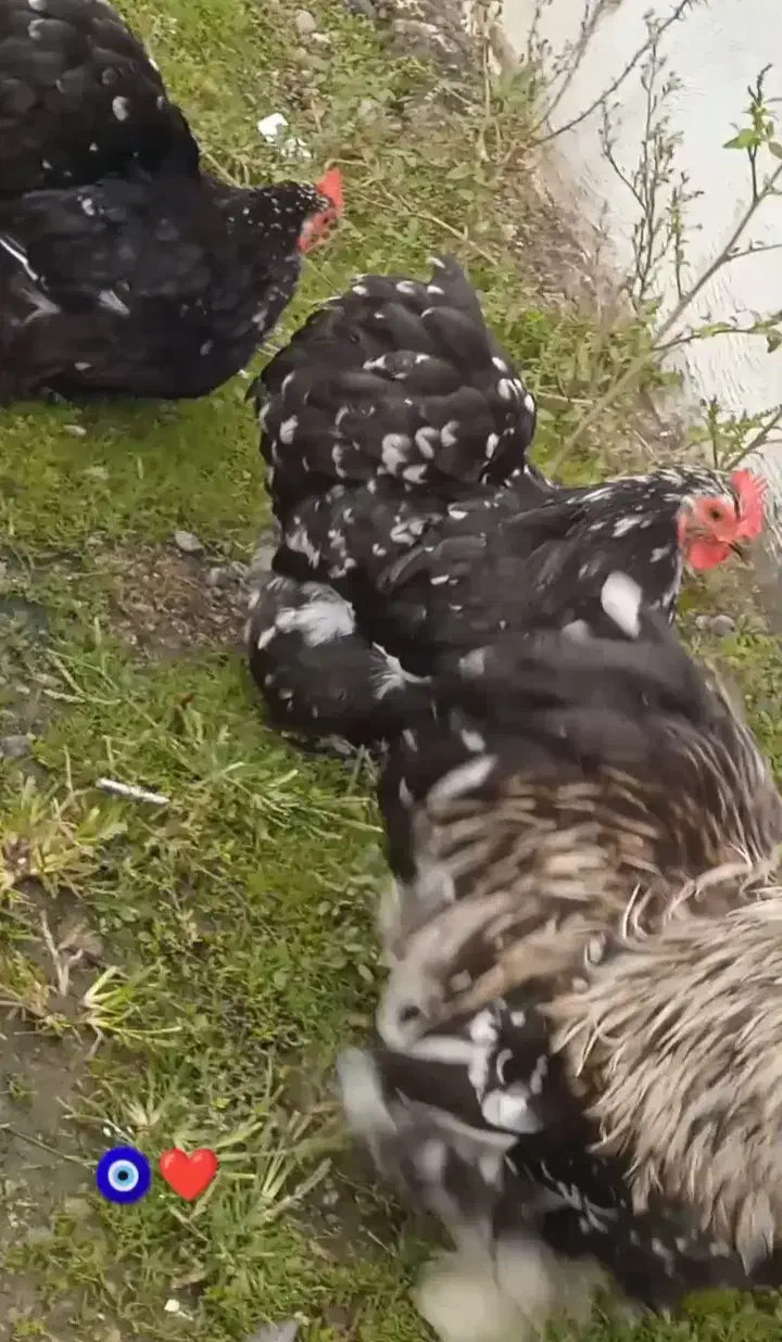 یه جفت کبوتر پرشی|پرنده|رشت, تازه آباد|دیوار