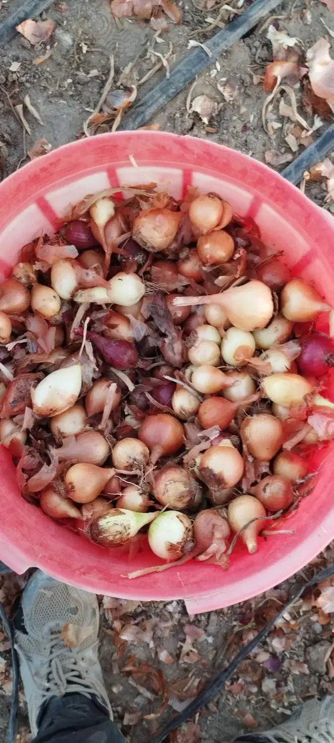 پیاز ریز (ترشی)|عمدهفروشی|عجب شیر, |دیوار