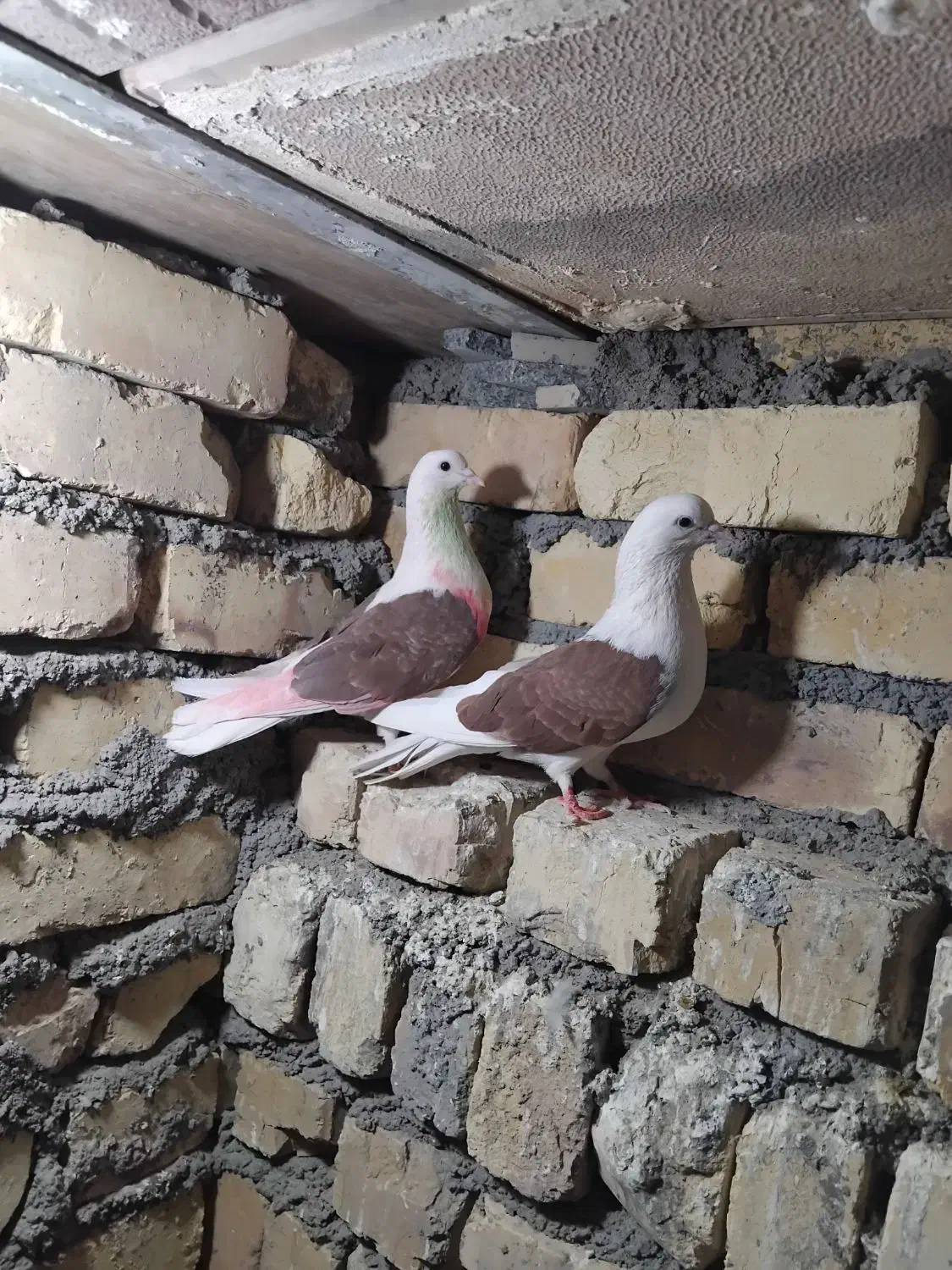 ی جفت نرو ماده پشدار قرمز|پرنده|معصومیه, |دیوار