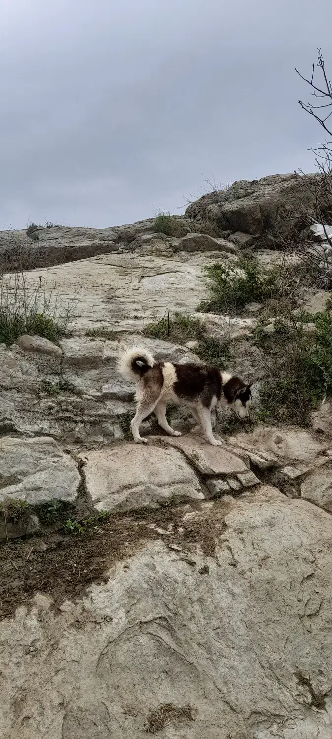 گمشده هاسکی|حیوانات|سراب, |دیوار