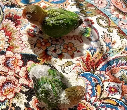 جوجه کوتوله برزیلی|پرنده|یزد, |دیوار