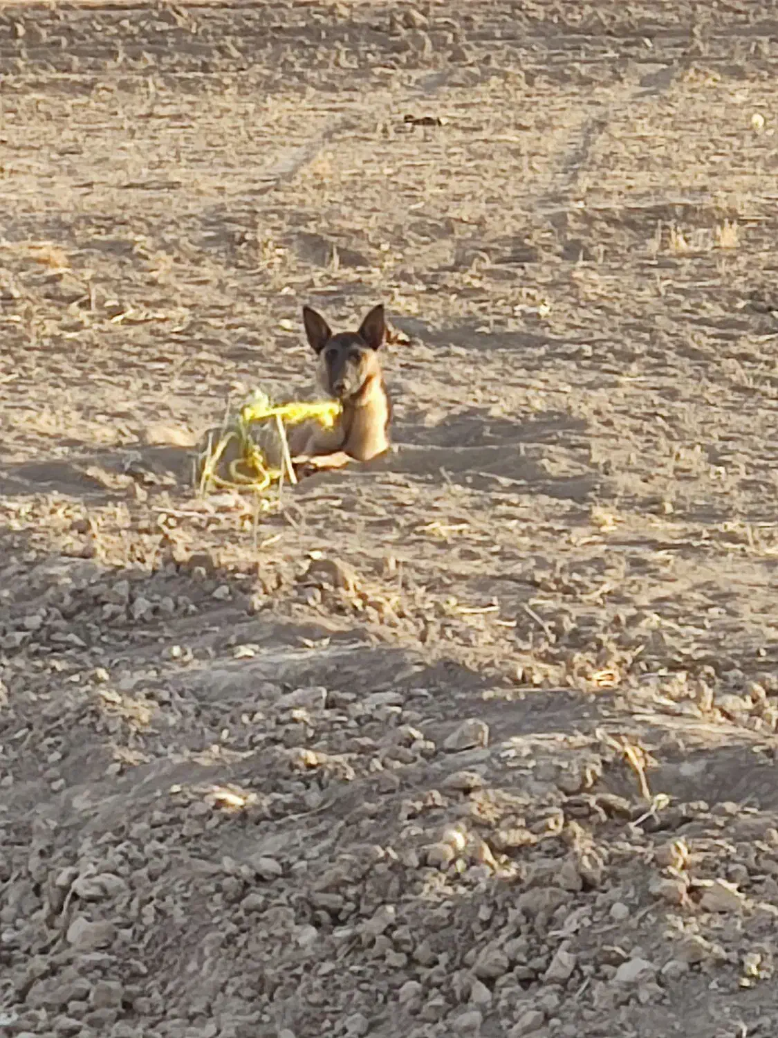 سگ خارجی|سگ|کبودرآهنگ, |دیوار