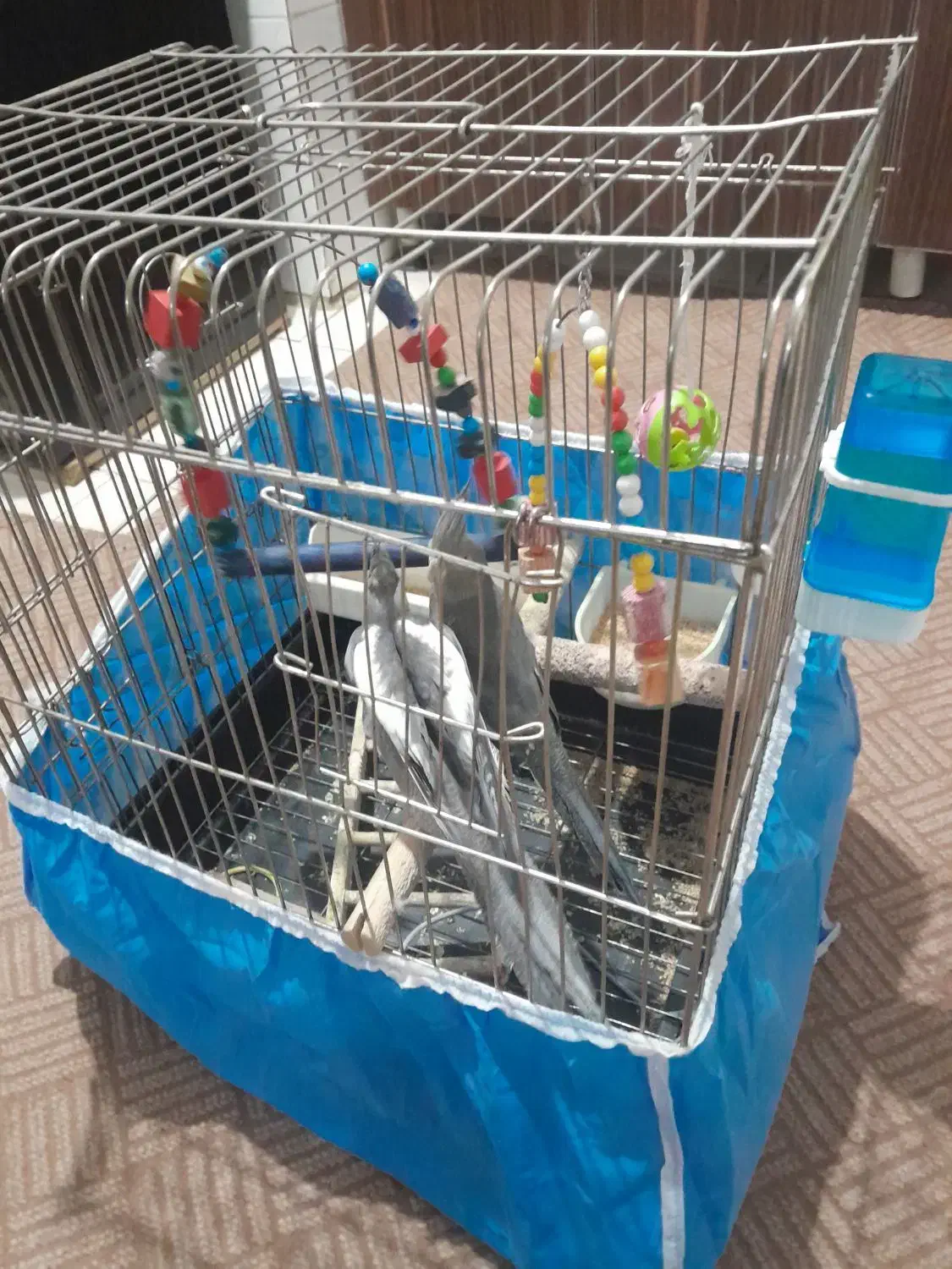 عروس هلندی سه ماه نر و ماده نمیدونم|پرنده|پیشوا, |دیوار