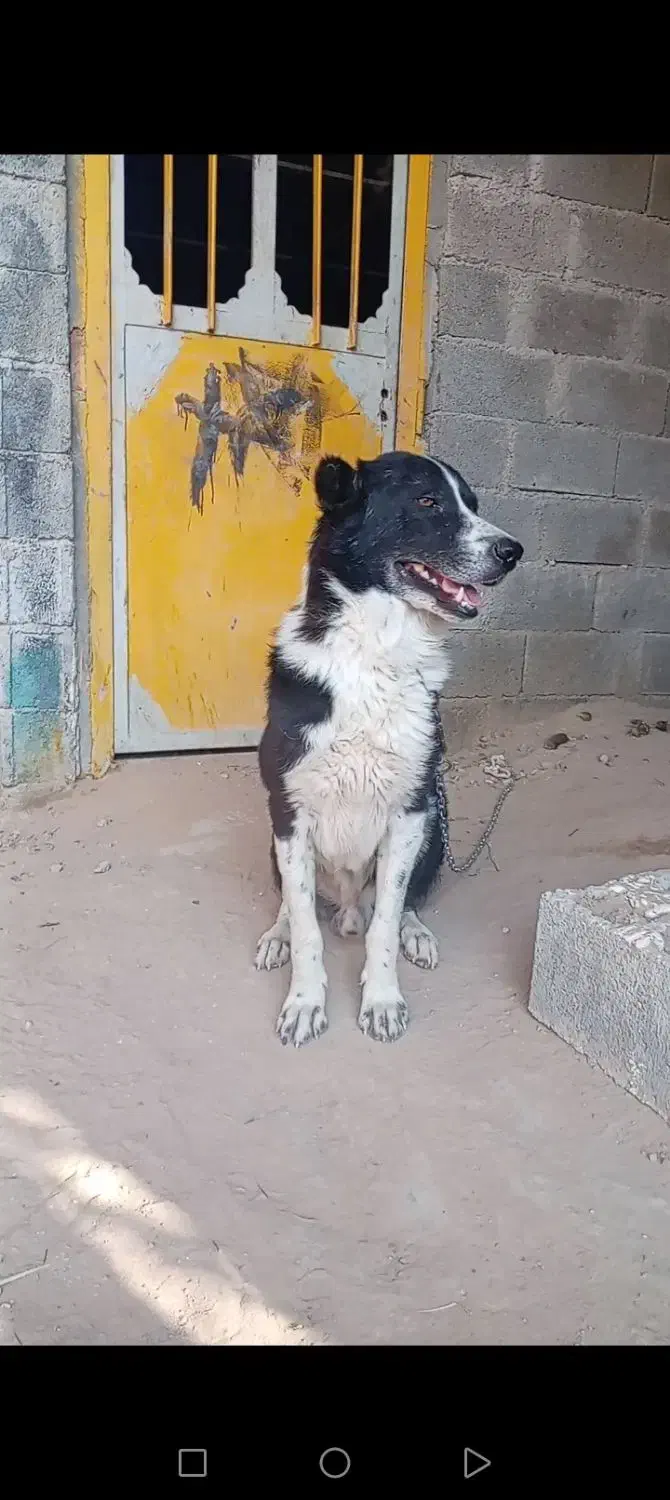 سگ گله ای|سگ|سعدآباد, |دیوار