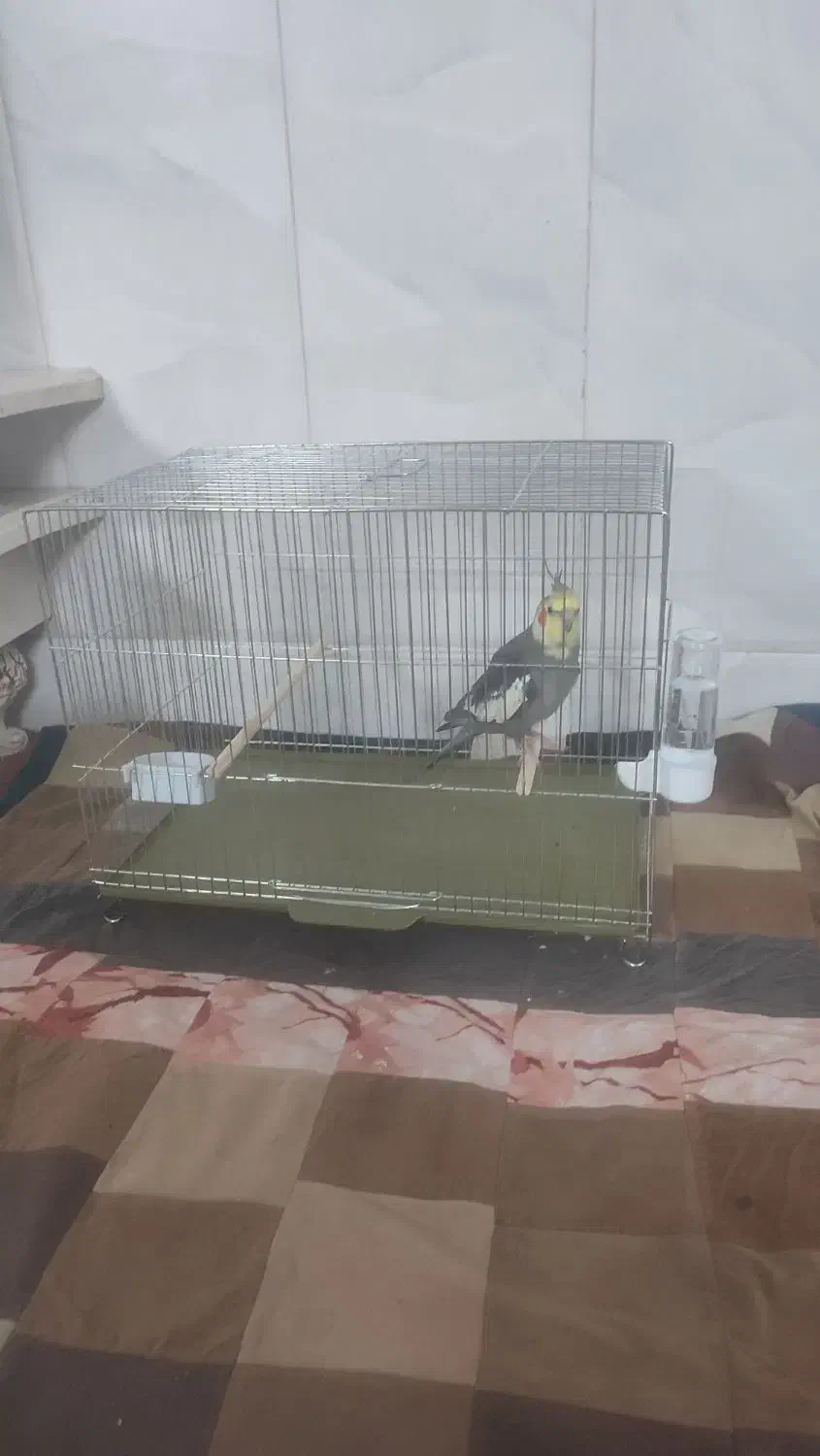 عروس همراه قفس|پرنده|قم, زاویه|دیوار