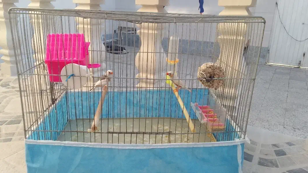 فنچ|پرنده|خرم‌آباد, |دیوار