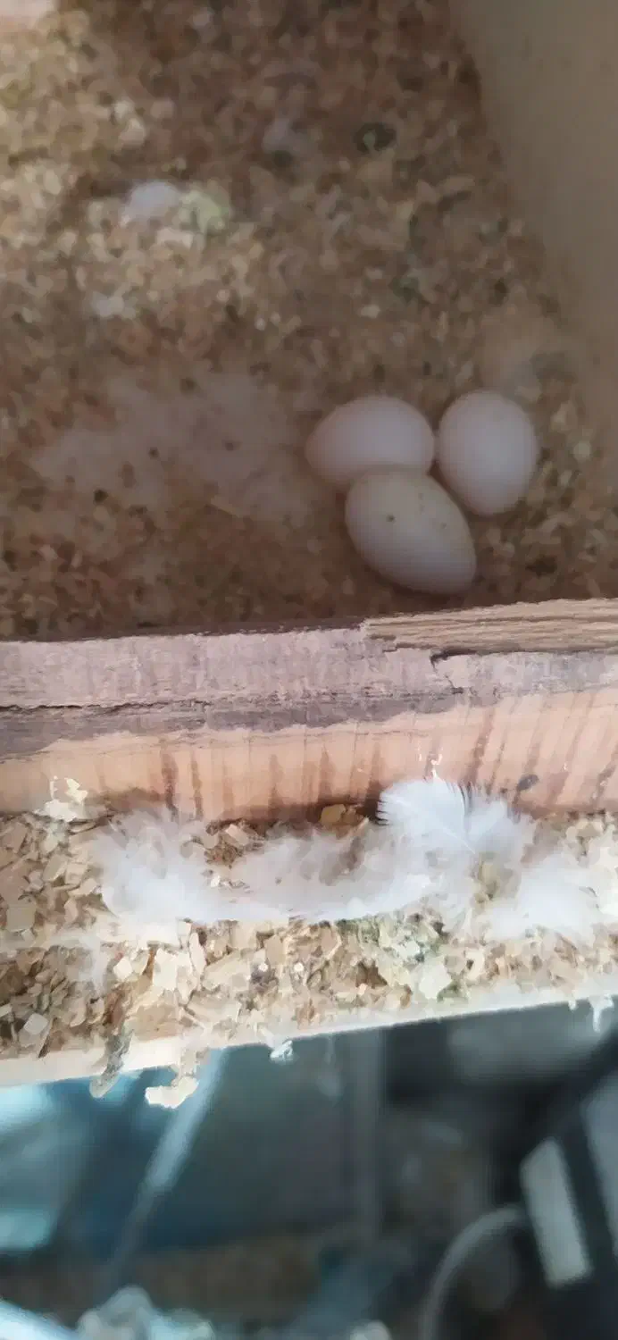 عروس هلندی مولد آلبینو چشم شرابی اصیل|پرنده|اقلید, |دیوار