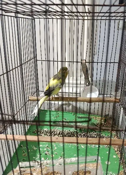 قناری نر|پرنده|گلستان (تهران), |دیوار