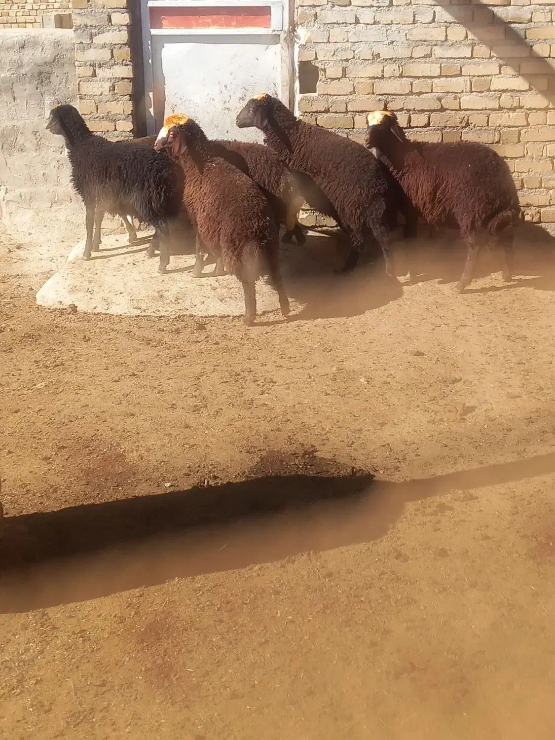 بره|حیوانات مزرعه|زاغه, |دیوار