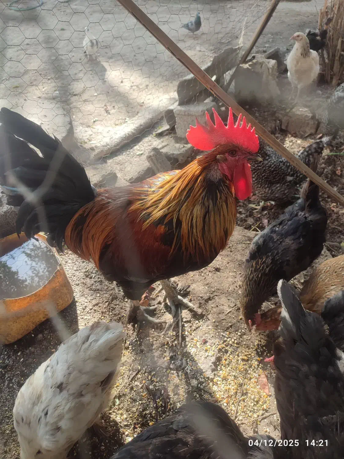 مرغ وغروس|حیوانات مزرعه|برازجان, |دیوار