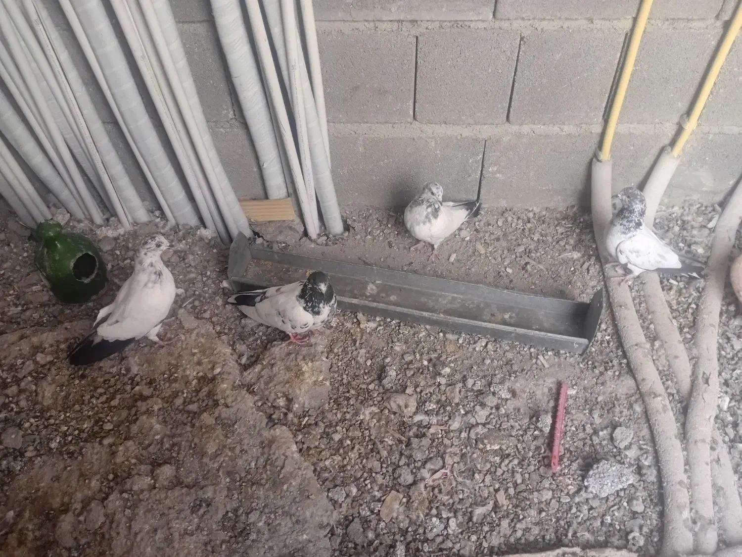 کفتر کله دم سبز|پرنده|کرج, کوی مهر|دیوار