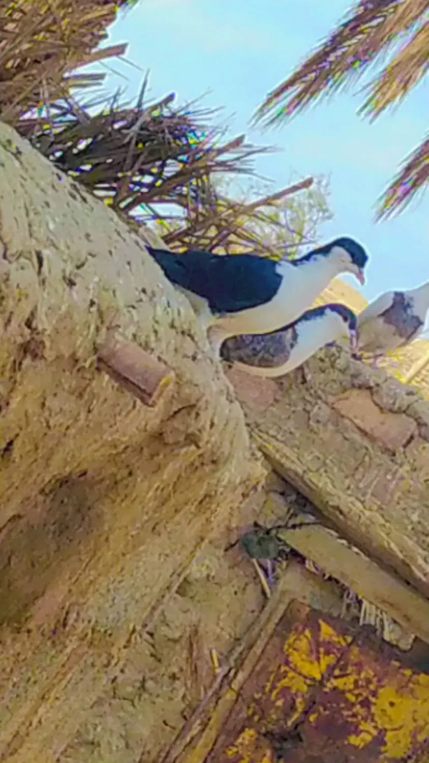 جفت کبوتر  ساده وضد اتیغه معاوضه ای با پرشی|پرنده|کرباسک, |دیوار