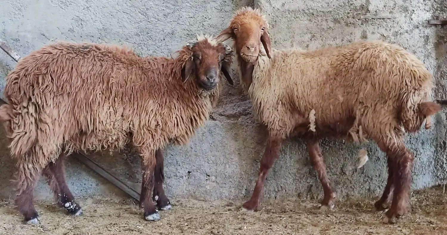 میش آبستن با بره قوچ نر در وحدتیه|حیوانات مزرعه|وحدتیه, |دیوار