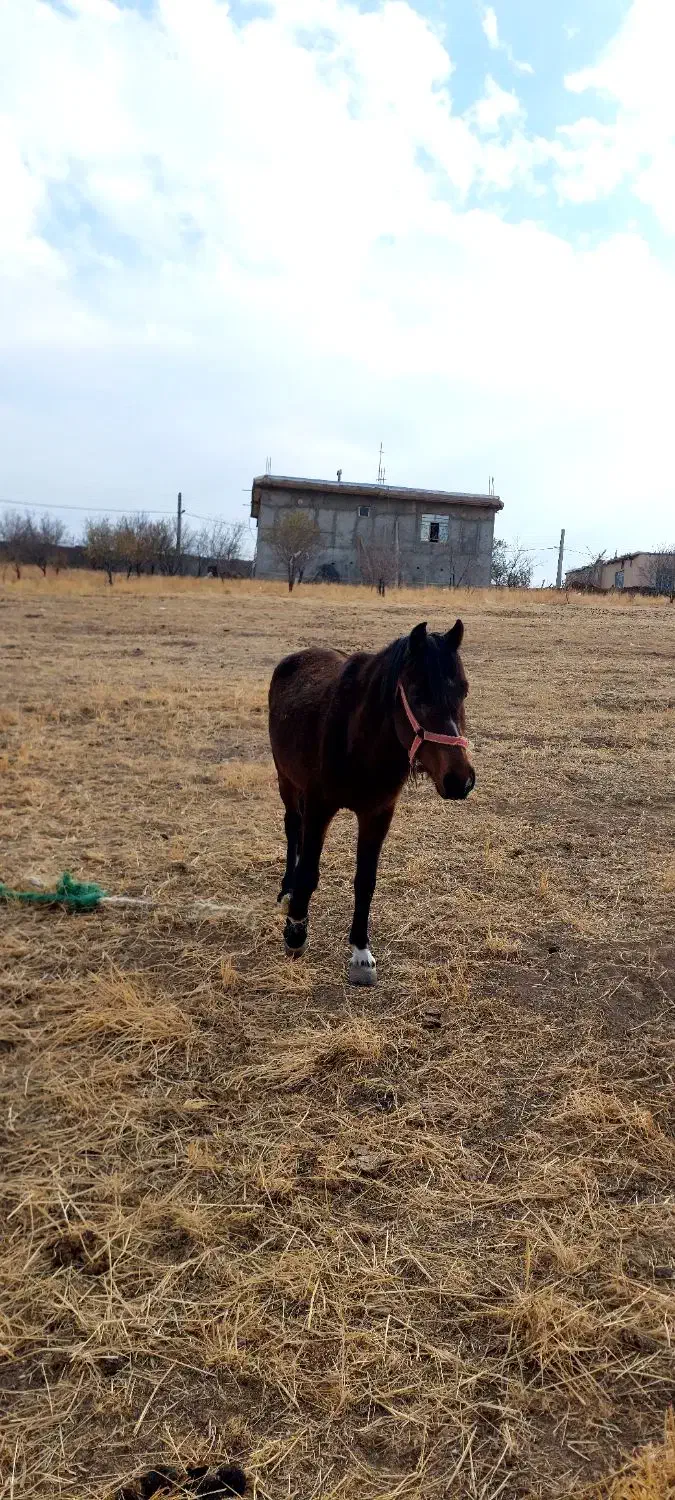 اسب نر|اسب و تجهیزات اسب‌سواری|ترکمانچای, |دیوار