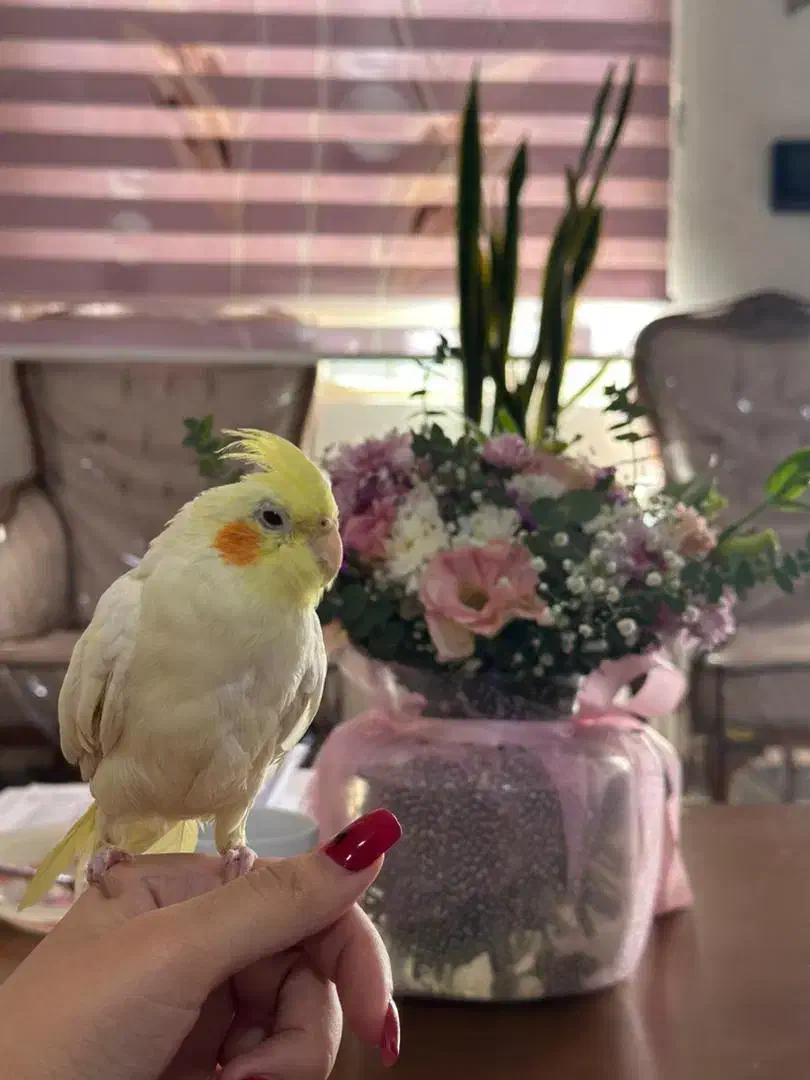 عروس بسیار ناز و زیبا|پرنده|خرمآباد, |دیوار