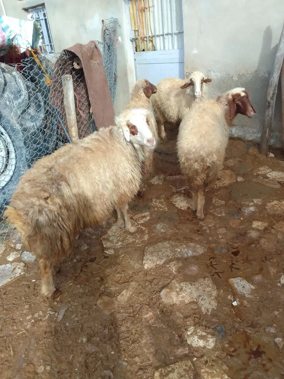 میش.|حیوانات مزرعه|کرمانشاه, |دیوار