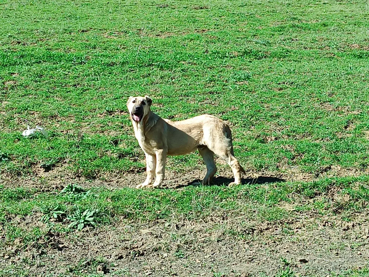 طوله سرابی|سگ|گرمی, |دیوار