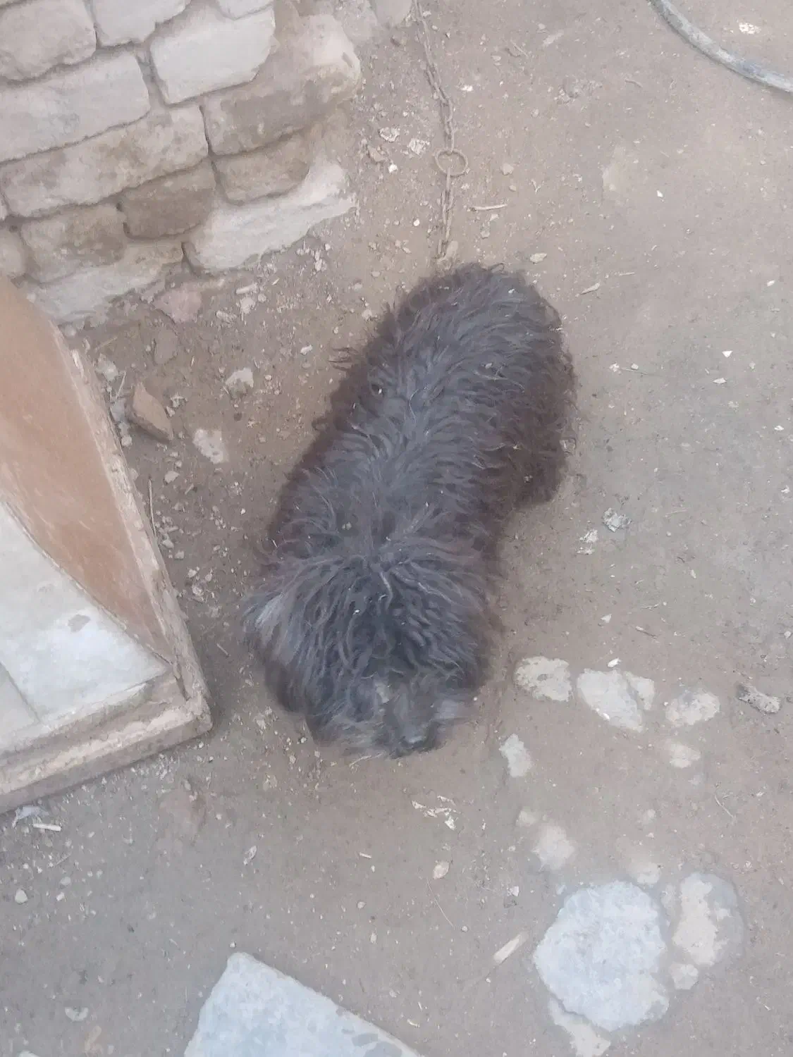 پافر|سگ|سامن, |دیوار