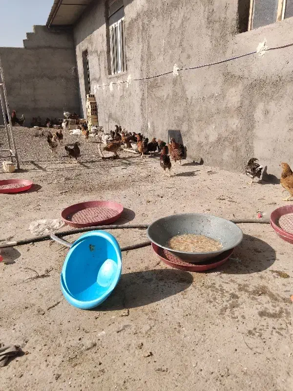 مرغ و خروس بالای 4ماه|حیوانات مزرعه|قنوات, |دیوار