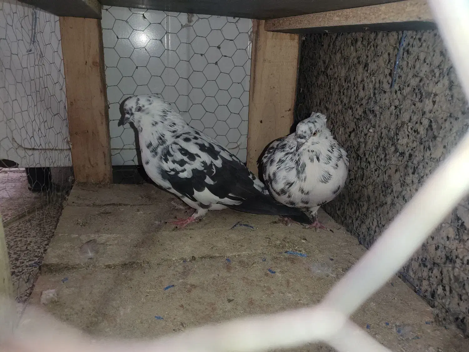 کفتر|پرنده|ابریشم, |دیوار