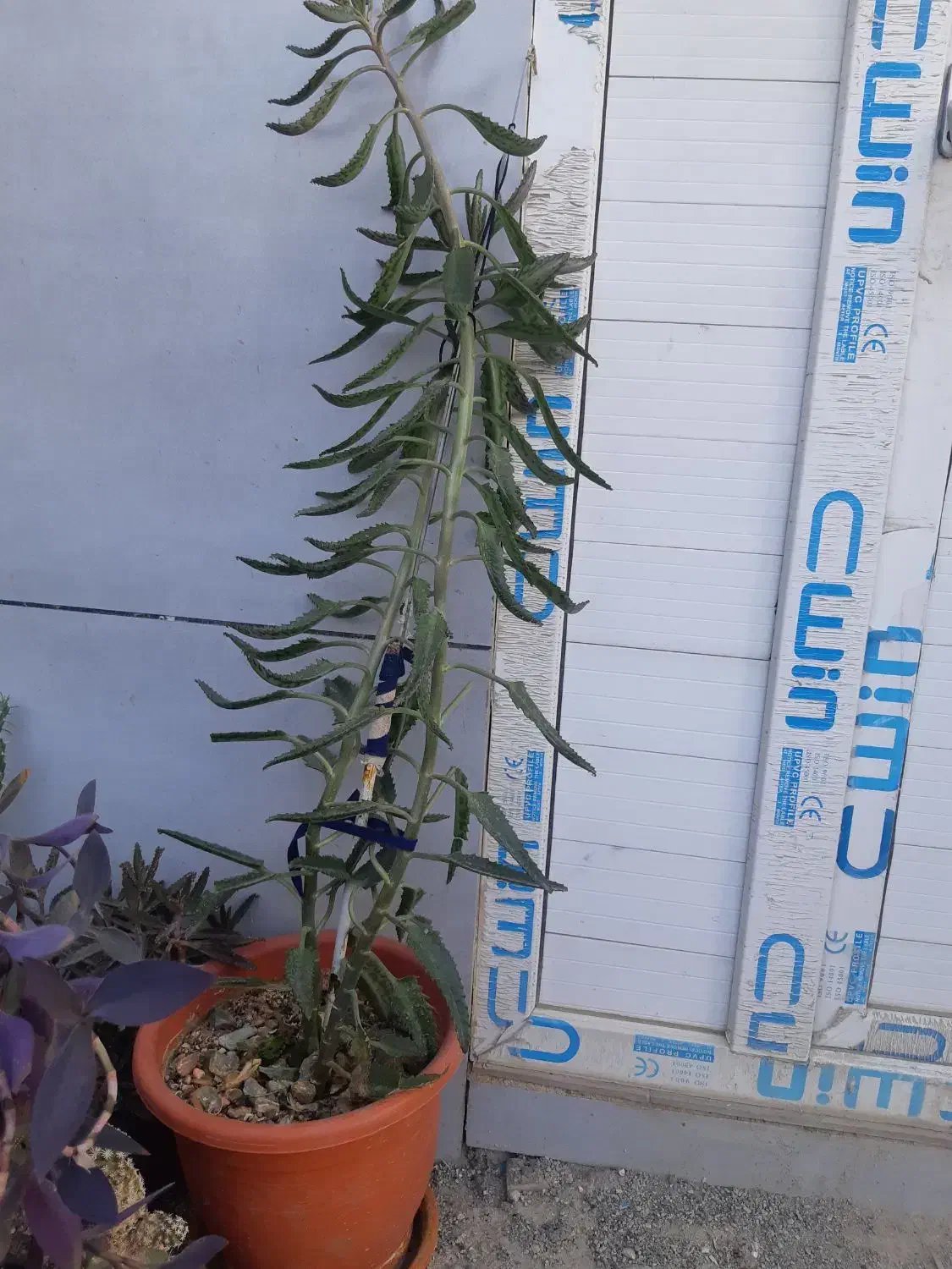 پاندانوس دیفن سانسوریا پدیلانتوس بیدی تمساح الوو|گل و گیاه طبیعی|تهران, شهرک استقلال|دیوار