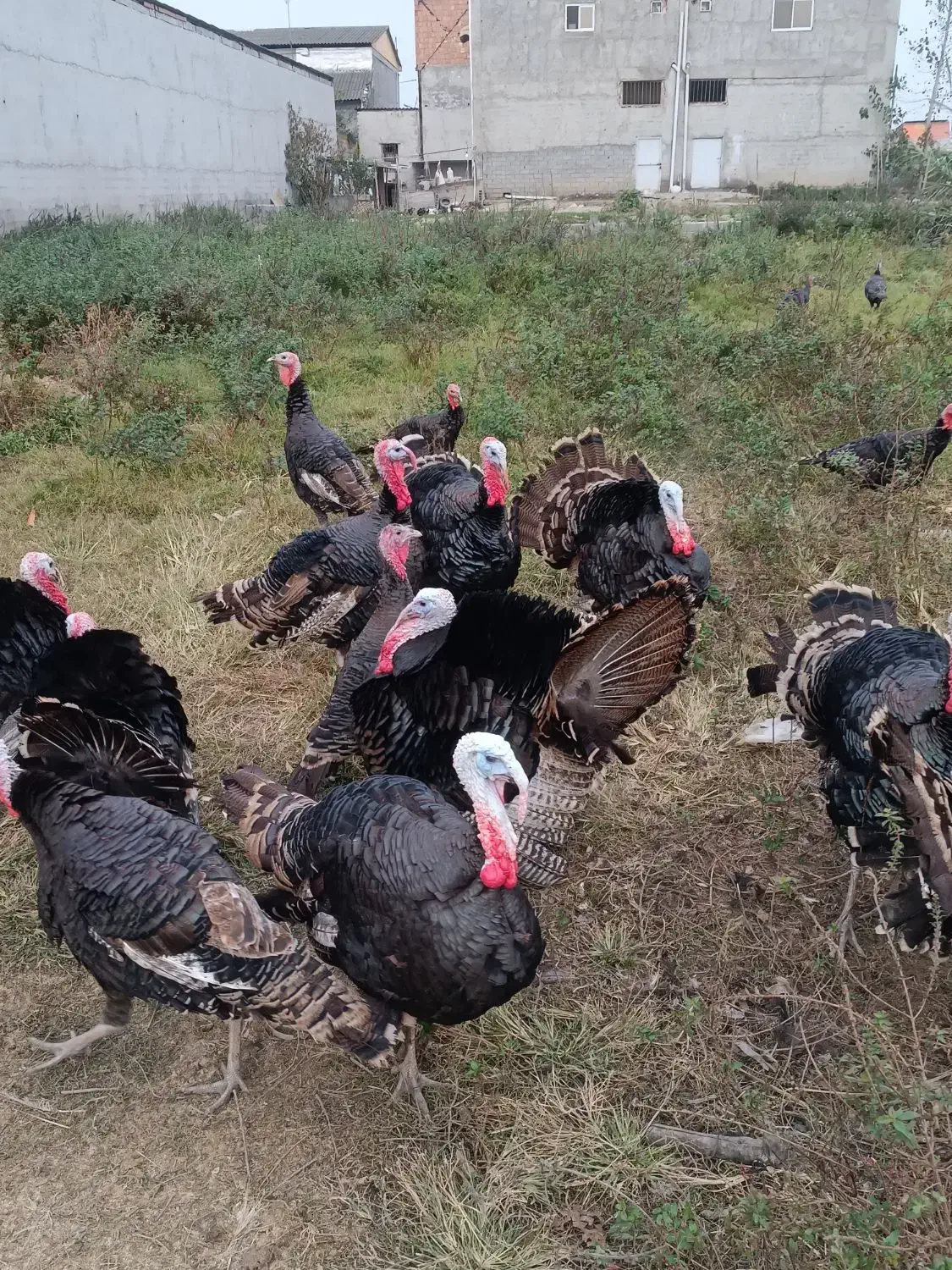 بوقلمون محلی|حیوانات مزرعه|آمل, |دیوار