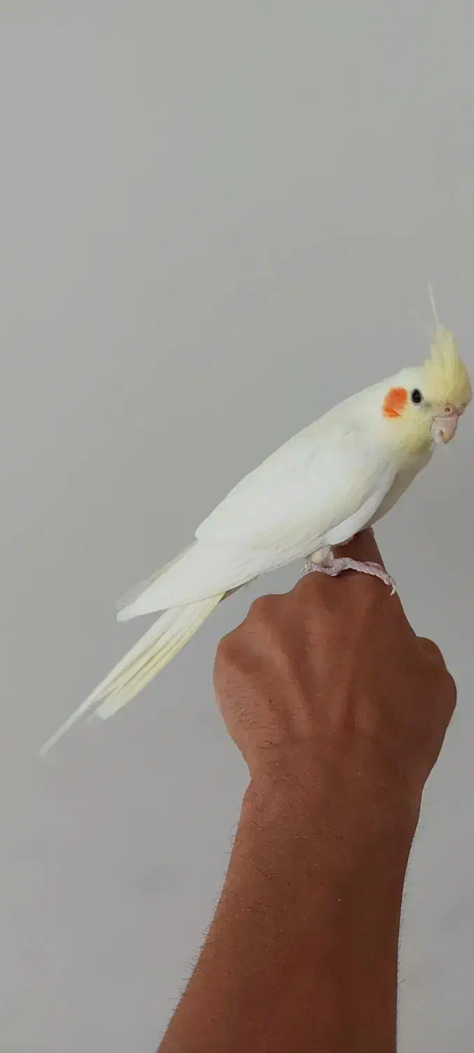 عروس هلندی|پرنده|ابهر, |دیوار