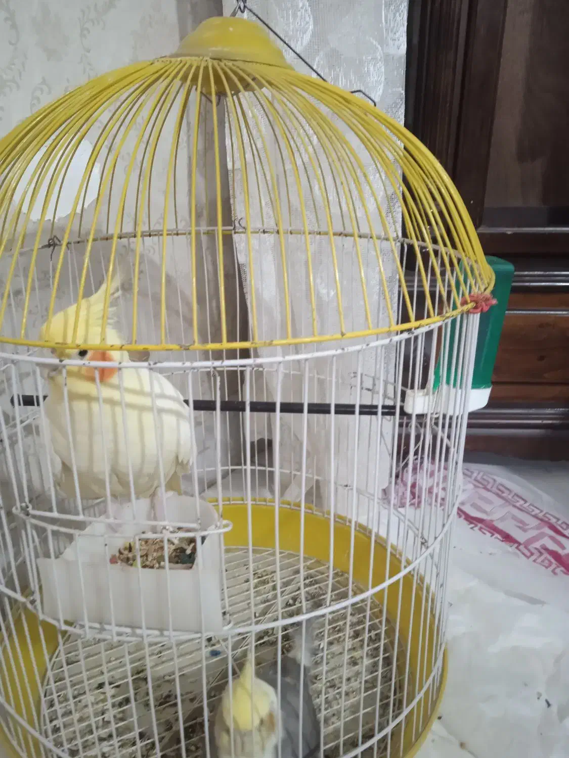 دو عدد عروس هلندی|پرنده|فردیس, شهرک ناز|دیوار