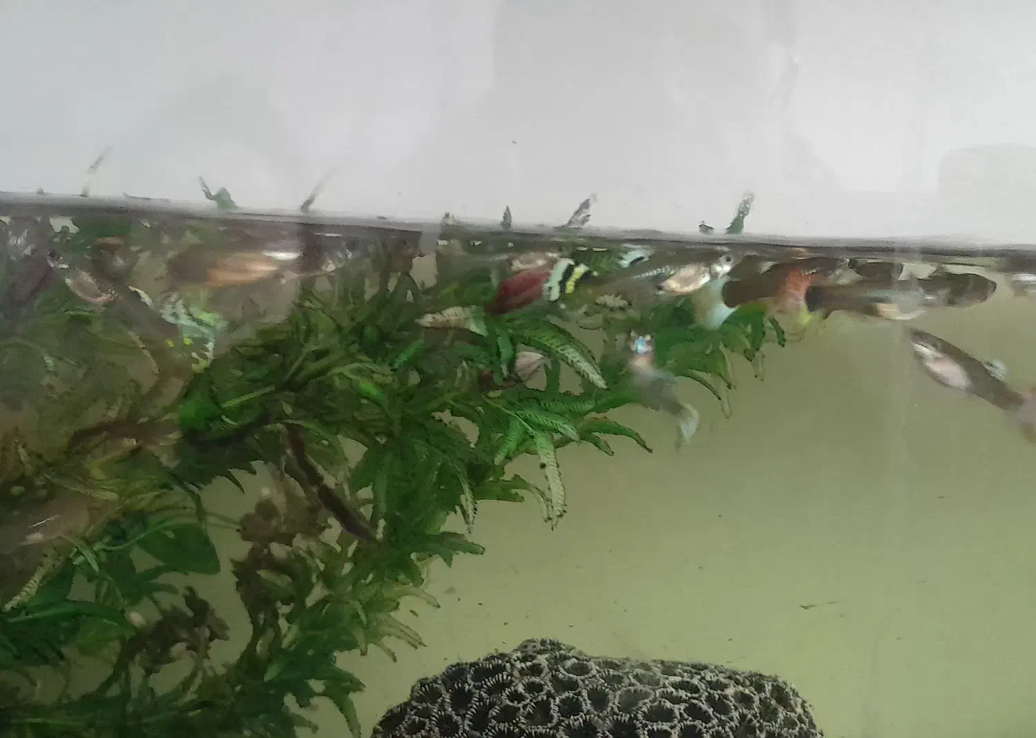 ماهی گوپی|ماهی|شاهرود, |دیوار