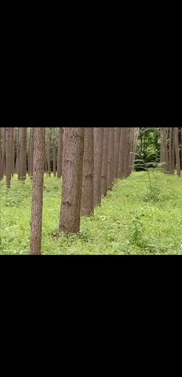 چوب صنوبر، باغ صنوبر|خدمات باغبانی و درختکاری|ضیابر, |دیوار