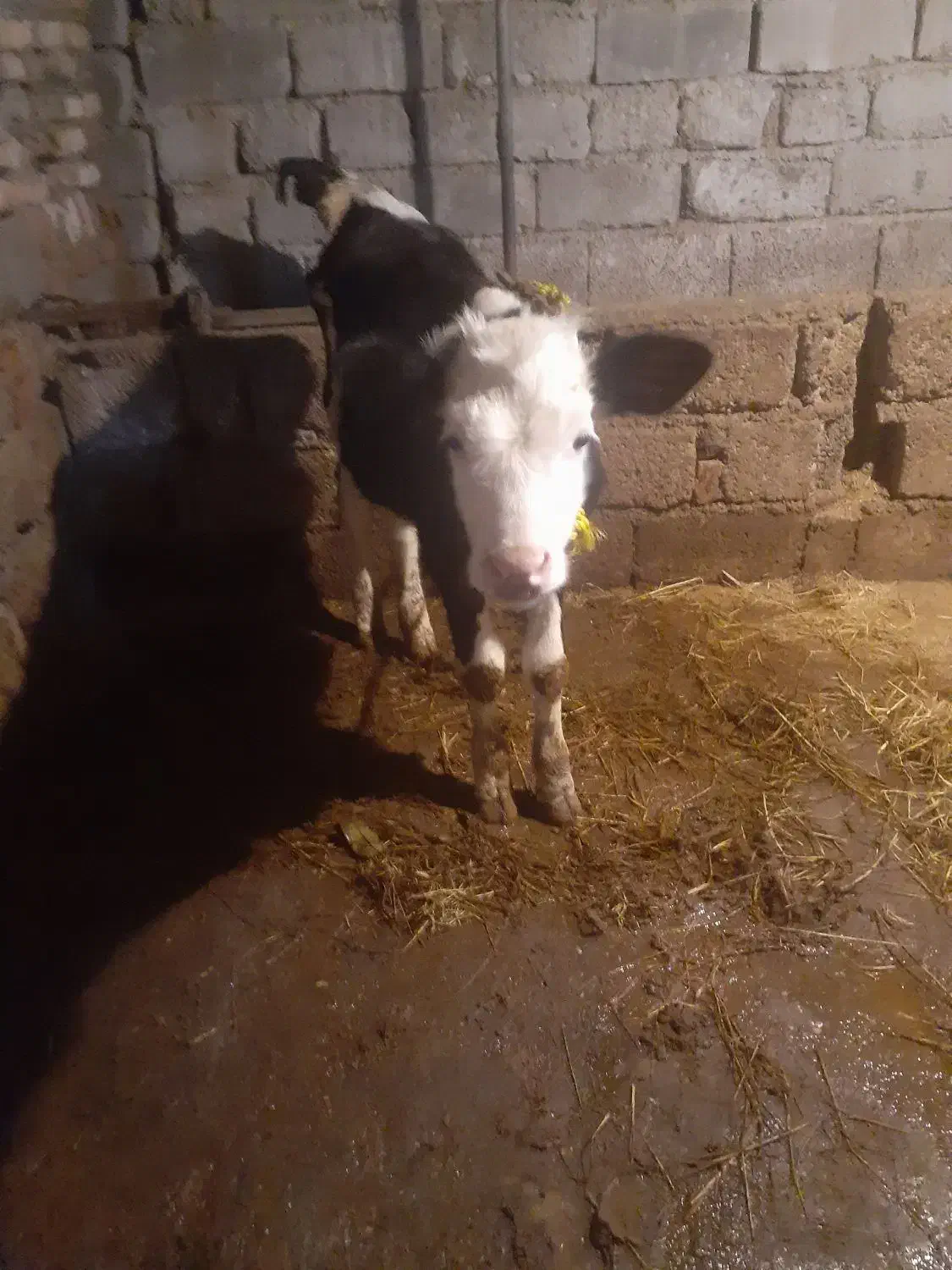 فروش یک راس گوساله سمینتال|حیوانات مزرعه|قائم‌شهر, |دیوار