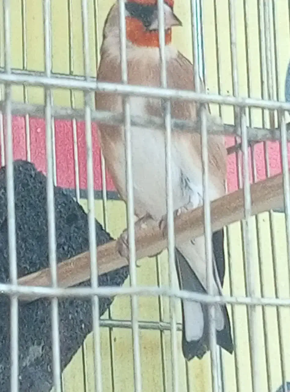 سهره ۳ ساله|پرنده|قم, شاه ابراهیم|دیوار