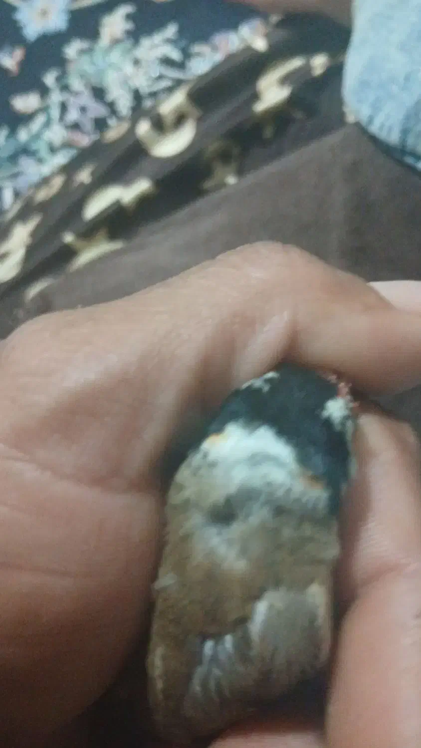 سهره|پرنده|قزوین, |دیوار