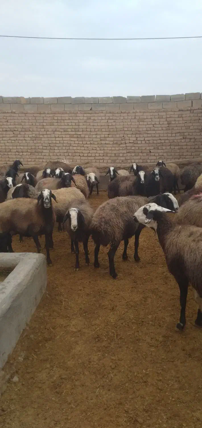 میش های آبستن سنگین وبره دار شال|حیوانات مزرعه|اسفرورین, |دیوار