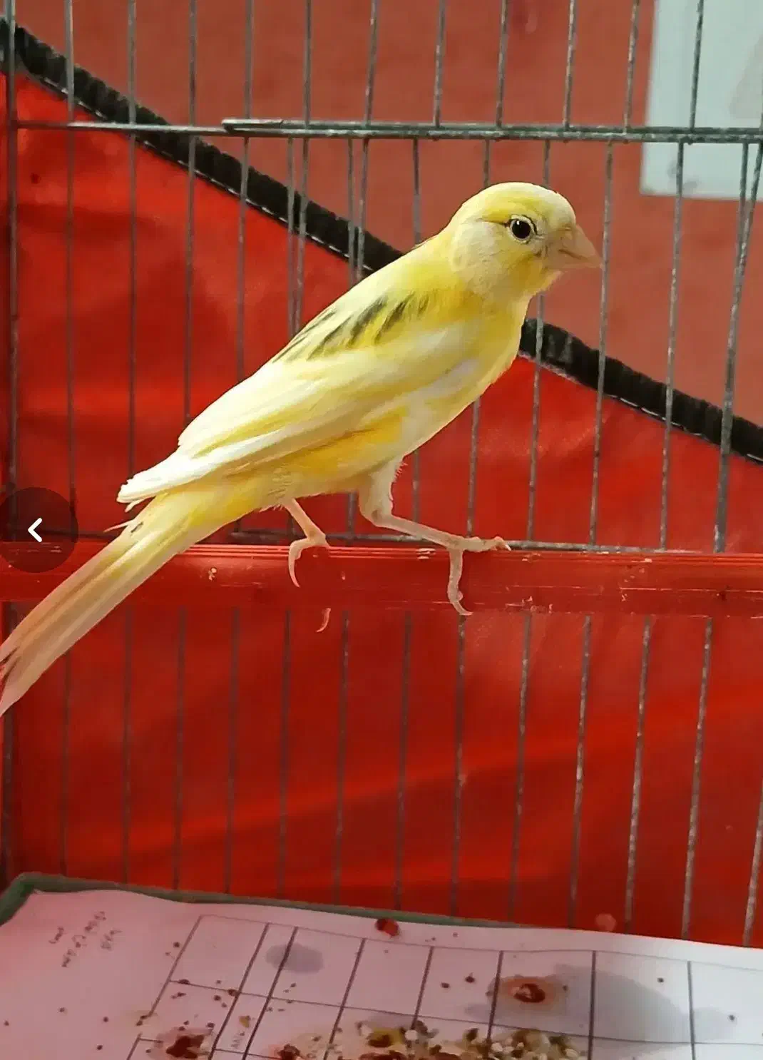 قناری ماده|پرنده|اردبیل, |دیوار