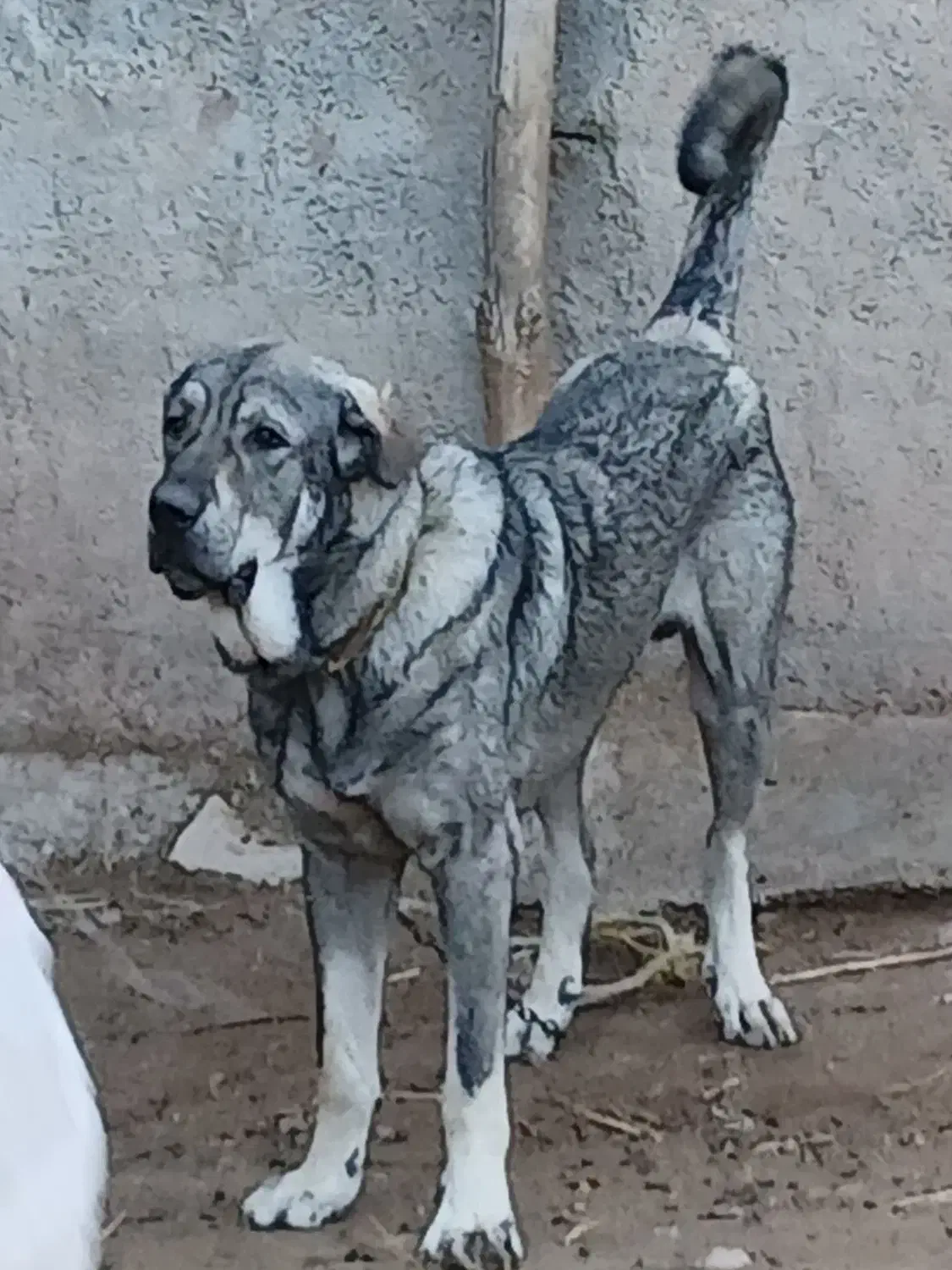 توله پژدر|سگ|کنگاور, |دیوار