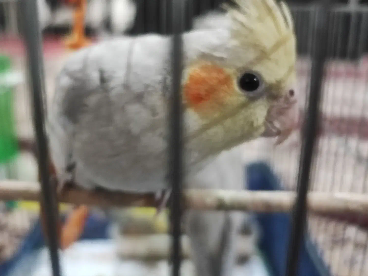 عرول هلندی|پرنده|اردبیل, |دیوار